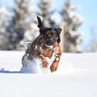 Higashino, Keigo: Verfolgungsjagd im Pulverschnee